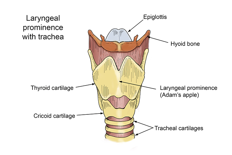 An image showing the laryngeal prominence in relation to the trachea